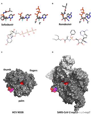 Recapitulating Trafficking of Nucleosides Into the Active Site of Polymerases of RNA Viruses: The Challenge and the Prize